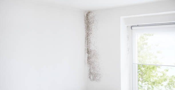 Best Emergency Mold Remediation  in South Fallsburg, NY