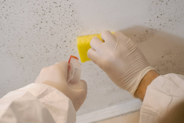 Best Mold-Related Health Consultation  in South Fallsburg, NY