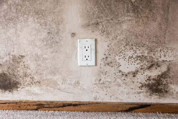 Best Comprehensive Air Testing for Mold Contaminants  in South Fallsburg, NY