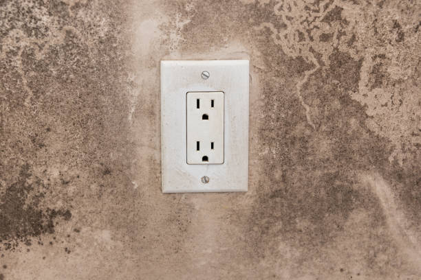 Best Mold Prevention Services  in South Fallsburg, NY