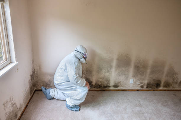 Mold Remediation for Vacation Homes in South Fallsburg, NY