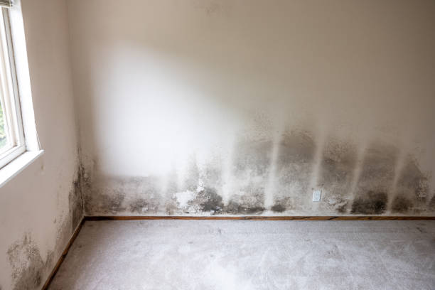  South Fallsburg, NY Mold Removal Pros