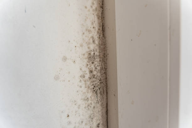Best Attic Mold Removal  in South Fallsburg, NY
